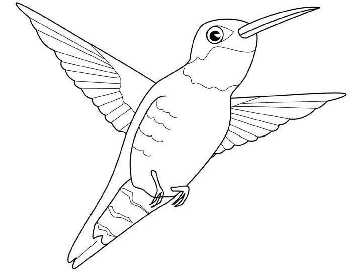 Coloring page: Humming-bird (Animals) #3819 - Free Printable Coloring Pages