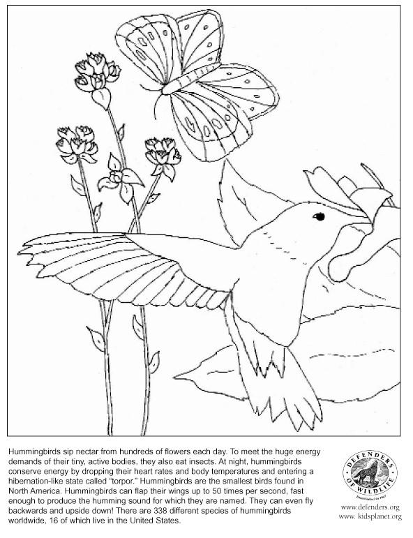 Coloring page: Humming-bird (Animals) #3827 - Free Printable Coloring Pages