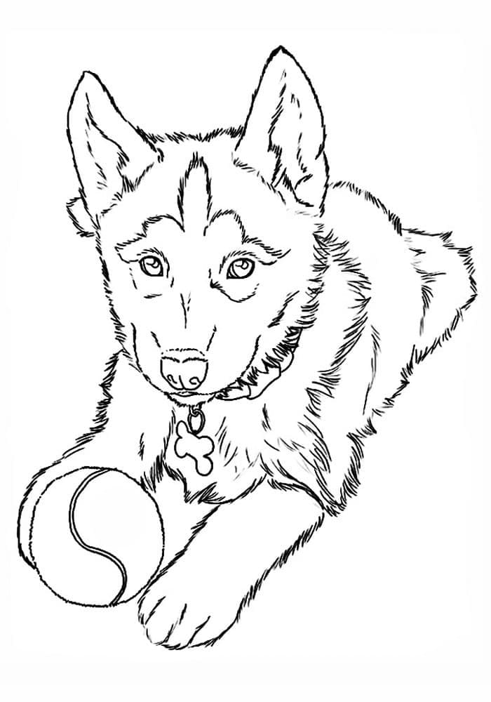 Free printable Husky coloring page #189117 from Animals collection