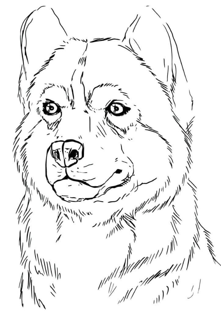 Free printable Husky coloring page #189119 from Animals collection
