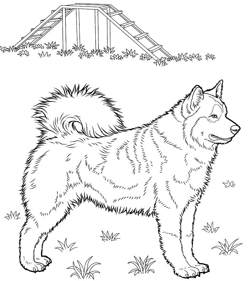 Free printable Husky coloring page #189125 from Animals collection