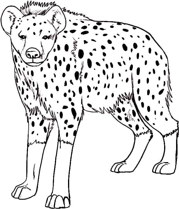 Free printable Hyena coloring page #186929 from Animals collection Free printable Hyena coloring page #186929 from Animals collection