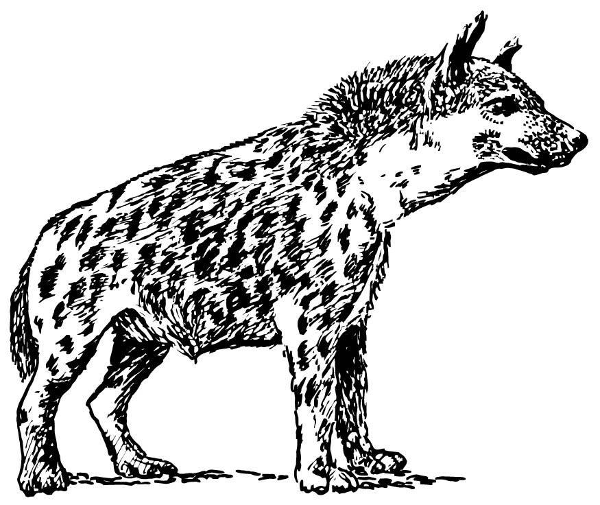 Coloring page: Hyena (Animals) #19637 - Free Printable Coloring Pages