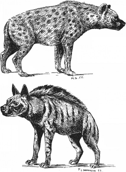 Coloring page: Hyena (Animals) #19641 - Free Printable Coloring Pages