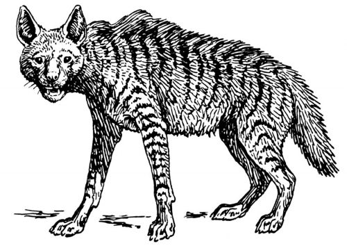 Coloring page: Hyena (Animals) #19644 - Free Printable Coloring Pages