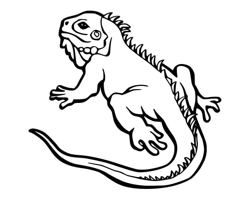 Free printable Iguana coloring page #188791 from Animals collection