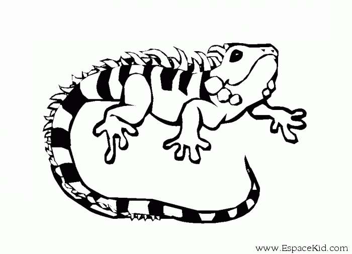 Drawing Iguana #8918 (Animals) – Printable coloring pages