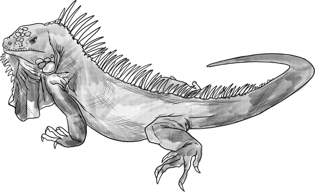 Dibujo Iguana (Animales) – Dibujos para imprimir y colorear