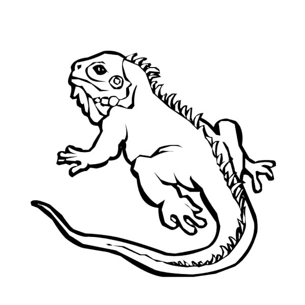 Coloring page: Iguana (Animals) #8948 - Free Printable Coloring Pages
