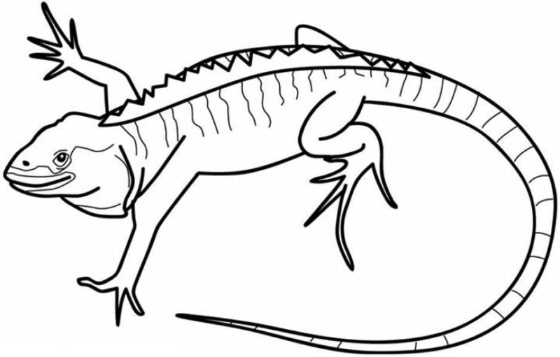 Drawing Iguana #8952 (Animals) – Printable coloring pages
