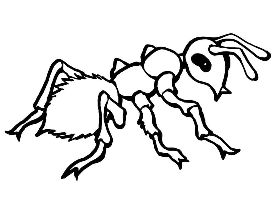 Free printable Insect coloring page #179745 from Animals collection