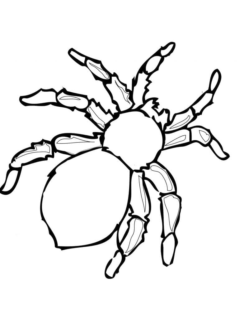Free printable Insect coloring page #179750 from Animals collection