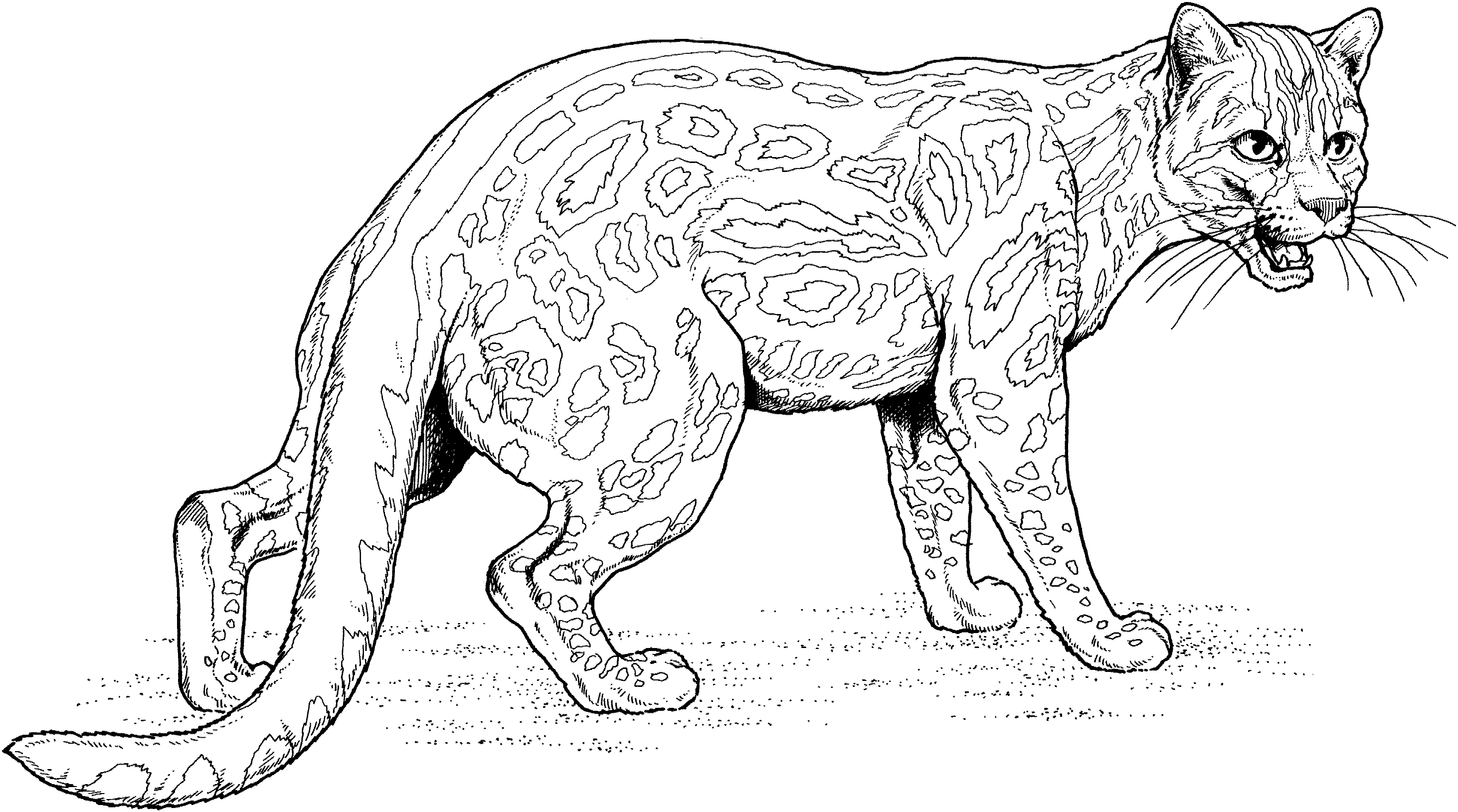 Drawing Jaguar #9014 (Animals) – Printable coloring pages