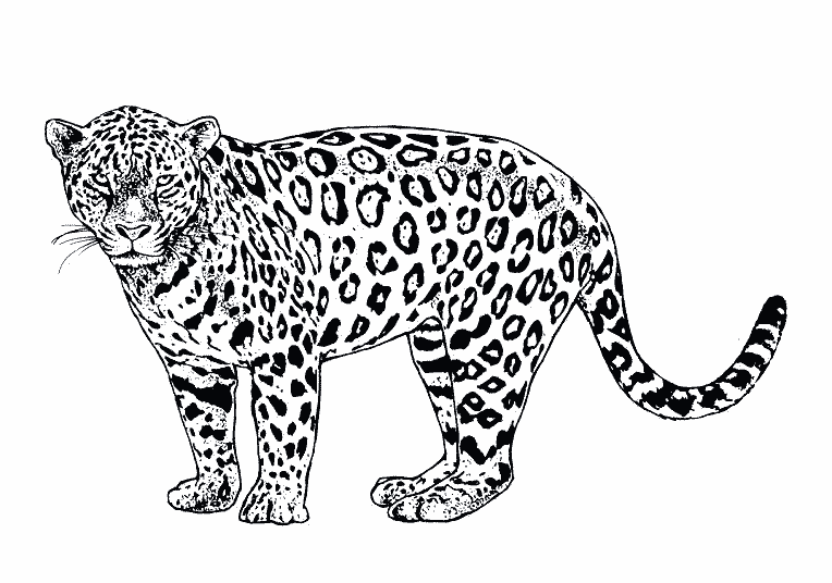 Drawings Jaguar (Animals) – Printable coloring pages