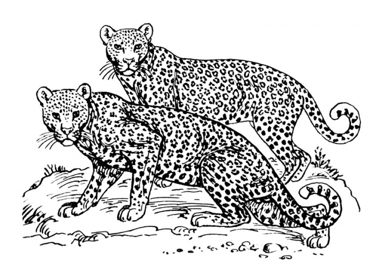 Coloring page: Jaguar (Animals) #9031 - Free Printable Coloring Pages