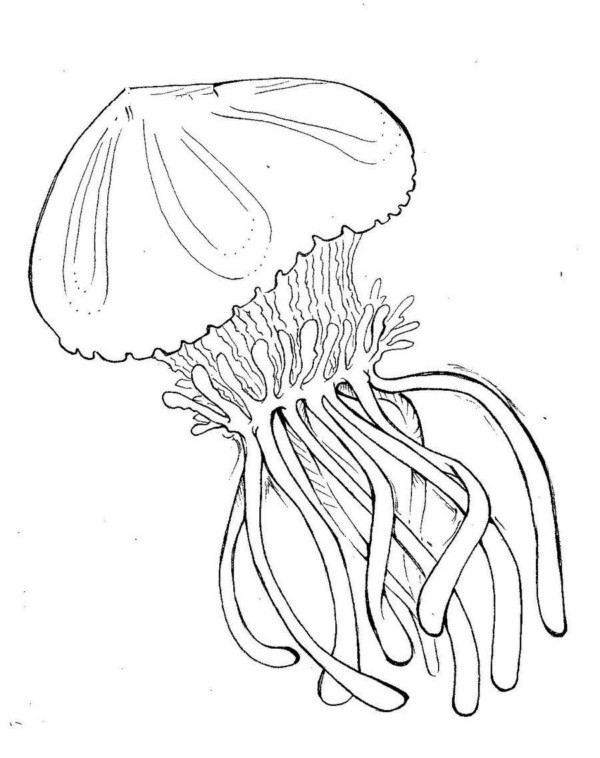 Coloring page: Jellyfish (Animals) #20397 - Free Printable Coloring Pages