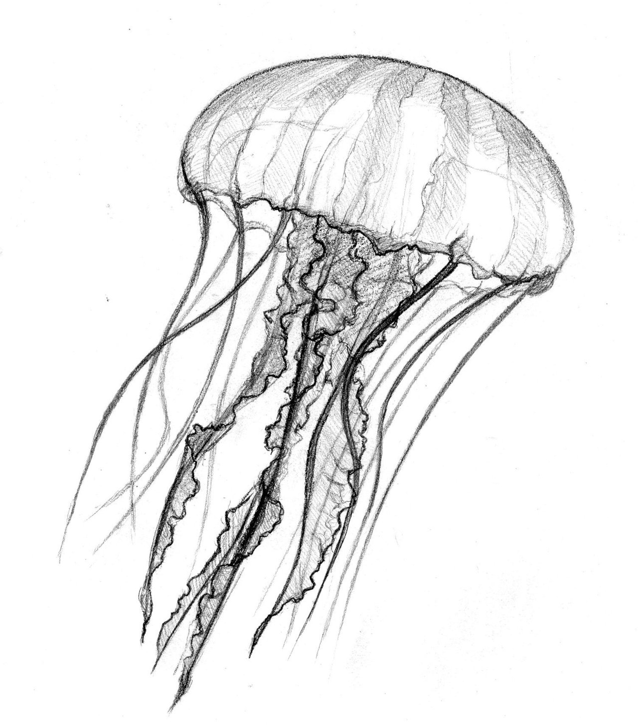 Coloring page: Jellyfish (Animals) #20408 - Free Printable Coloring Pages