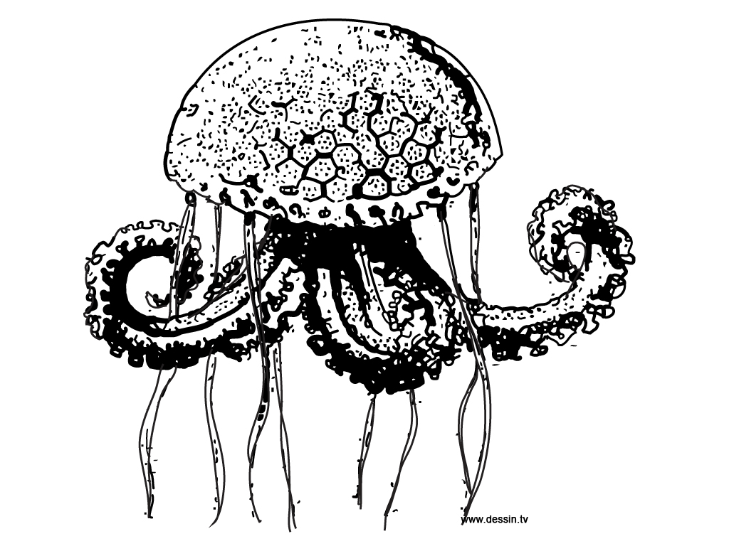 Coloring page: Jellyfish (Animals) #20435 - Free Printable Coloring Pages