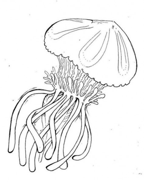 Coloring page: Jellyfish (Animals) #20451 - Free Printable Coloring Pages