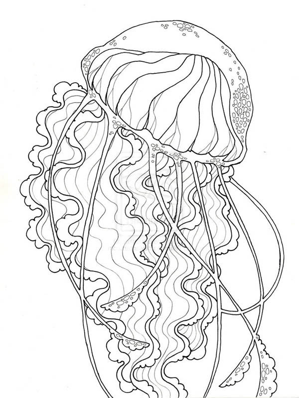 Coloring page: Jellyfish (Animals) #20463 - Free Printable Coloring Pages