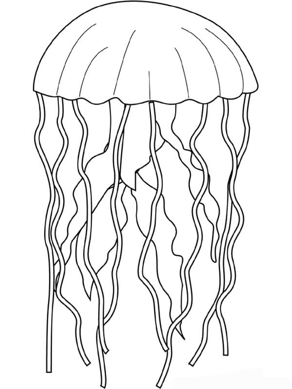 Coloring page: Jellyfish (Animals) #20523 - Free Printable Coloring Pages