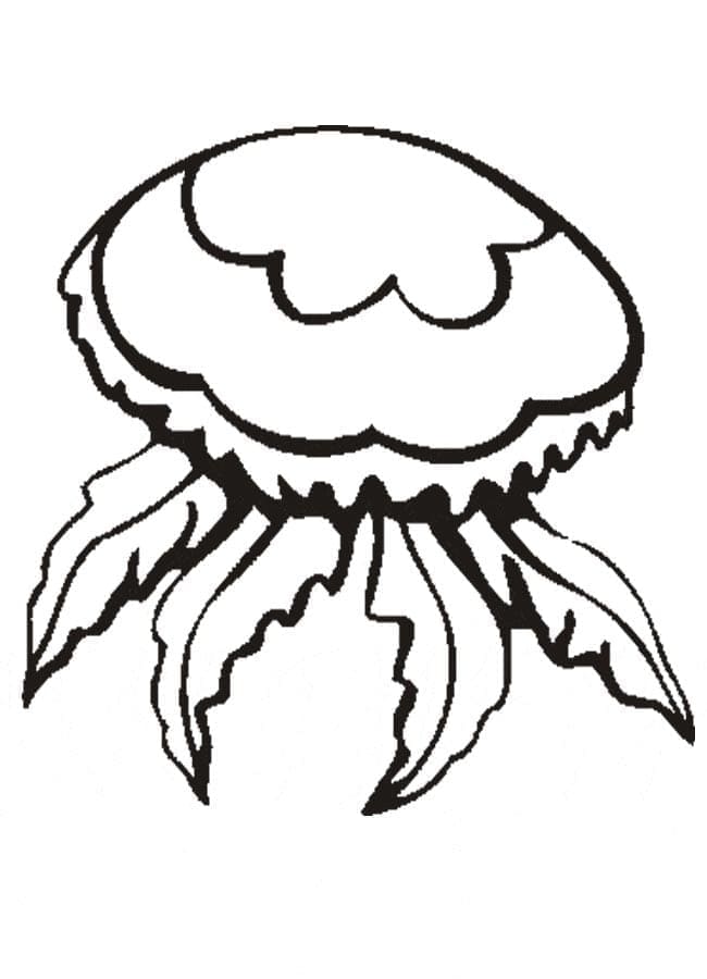 Free printable Jellyfish coloring page #208789 from Animals collection