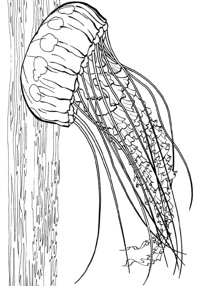 Free printable Jellyfish coloring page #208795 from Animals collection Free printable Jellyfish coloring page #208795 from Animals collection