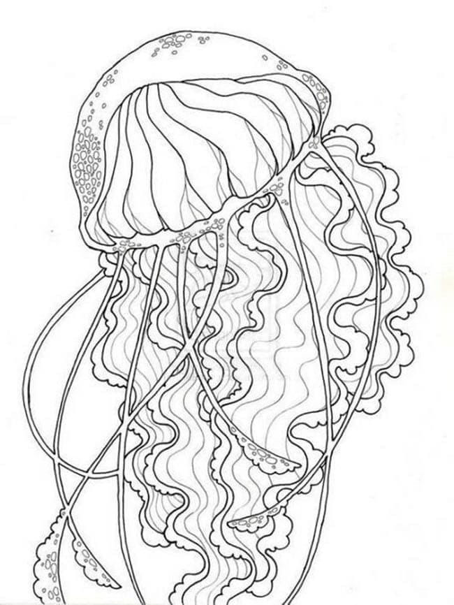Free printable Jellyfish coloring page #208821 from Animals collection