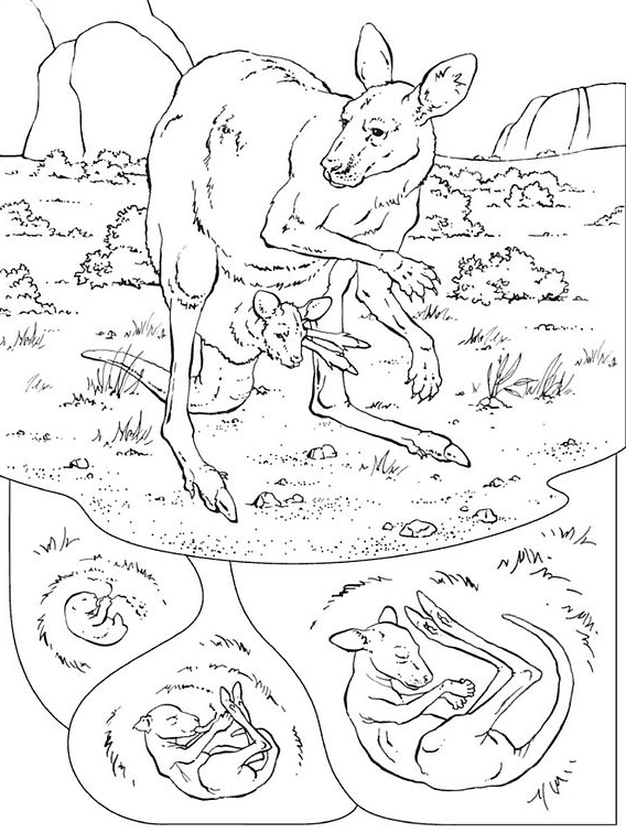 Coloring page: Kangaroo (Animals) #9151 - Free Printable Coloring Pages