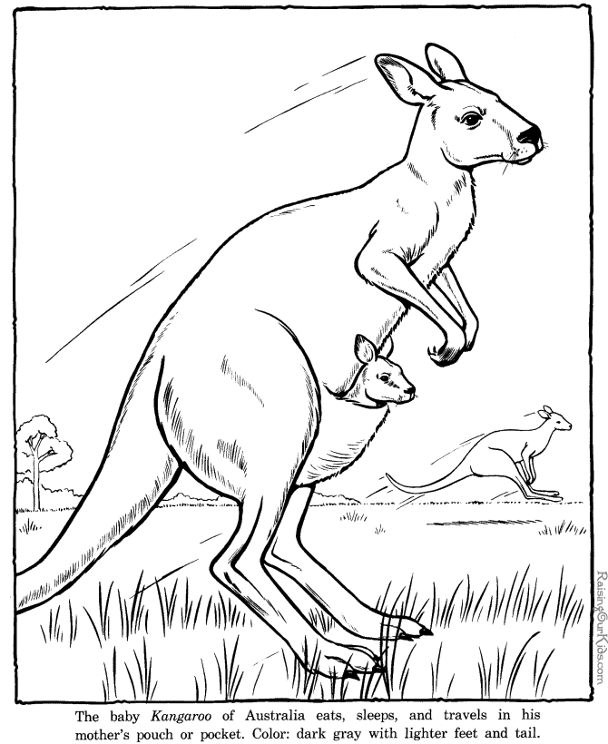 Coloring page: Kangaroo (Animals) #9183 - Free Printable Coloring Pages