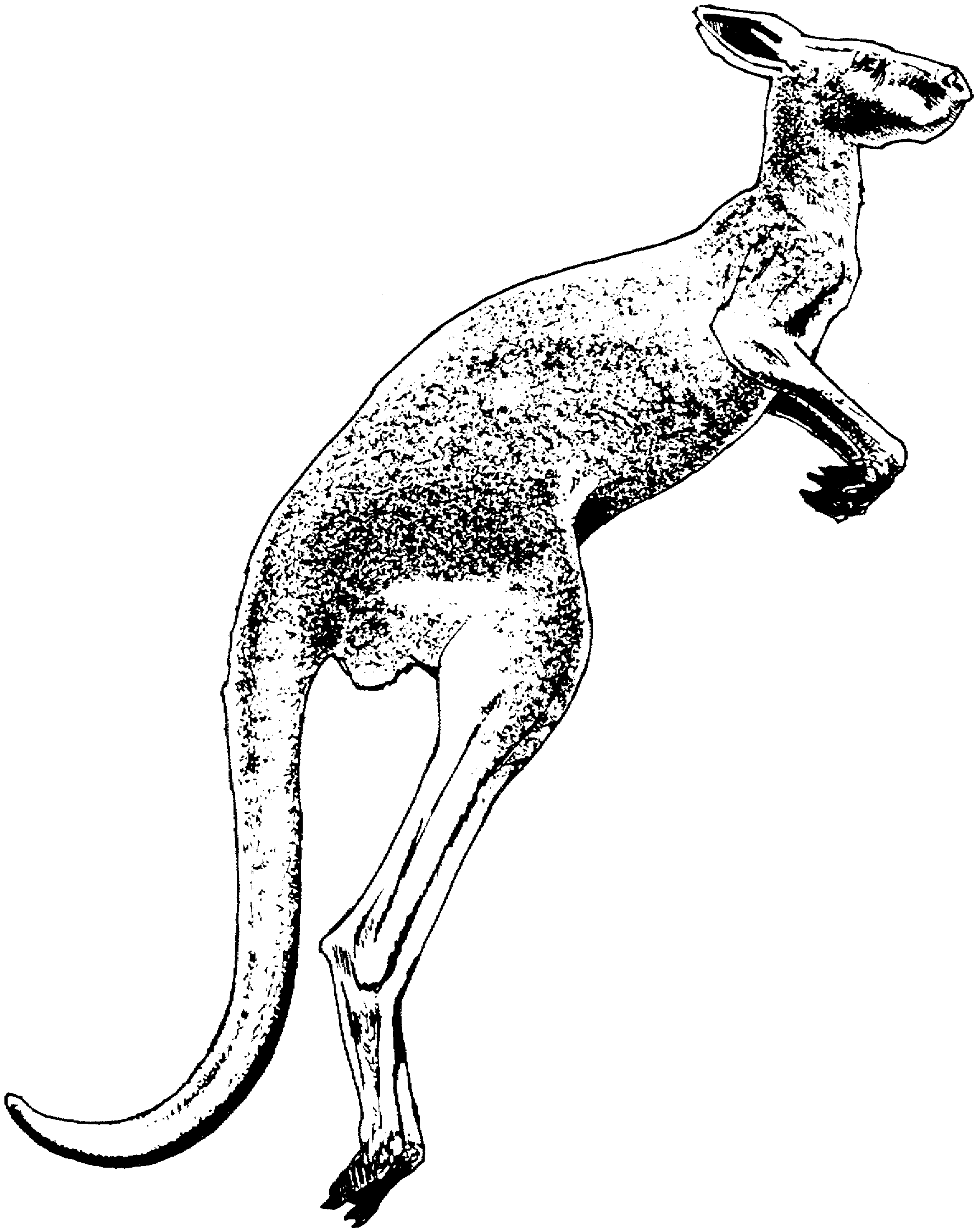 Coloring page: Kangaroo (Animals) #9204 - Free Printable Coloring Pages