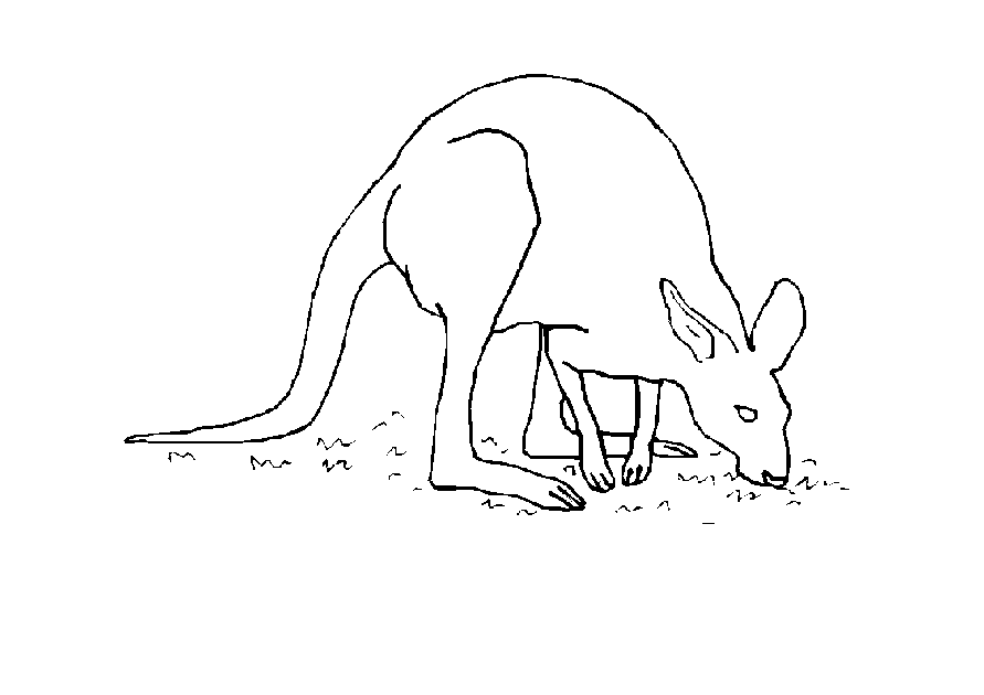Coloring page: Kangaroo (Animals) #9207 - Free Printable Coloring Pages