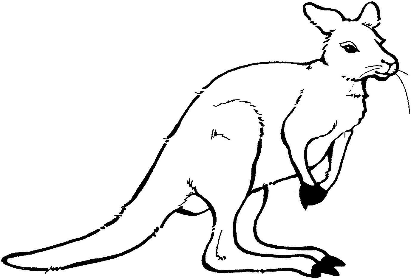 Coloring page: Kangaroo (Animals) #9249 - Free Printable Coloring Pages