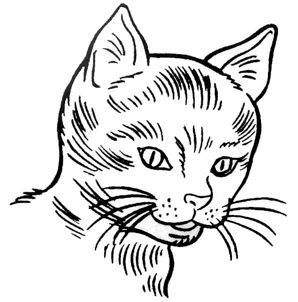 Coloring page: Kitten (Animals) #18050 - Free Printable Coloring Pages
