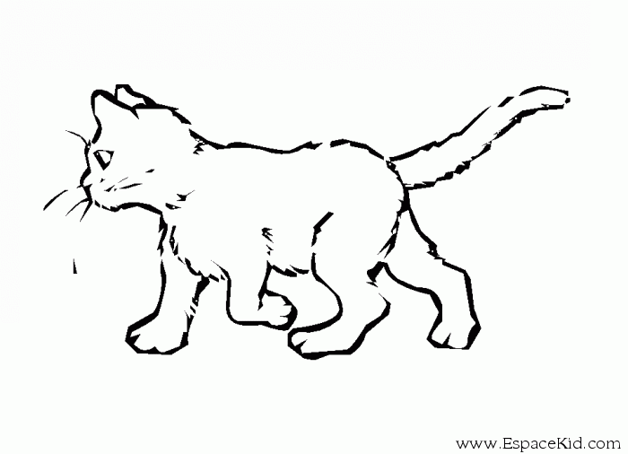 Drawing Kitten Animals Printable Coloring Pages