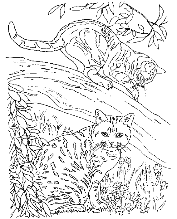 Coloring page: Kitten (Animals) #18146 - Free Printable Coloring Pages