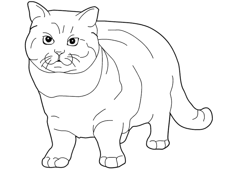 Coloring page: Kitten (Animals) #18166 - Free Printable Coloring Pages