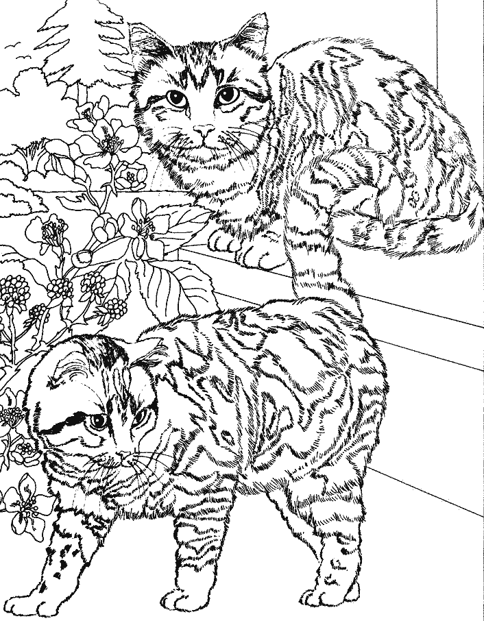 Coloring page: Kitten (Animals) #18180 - Free Printable Coloring Pages