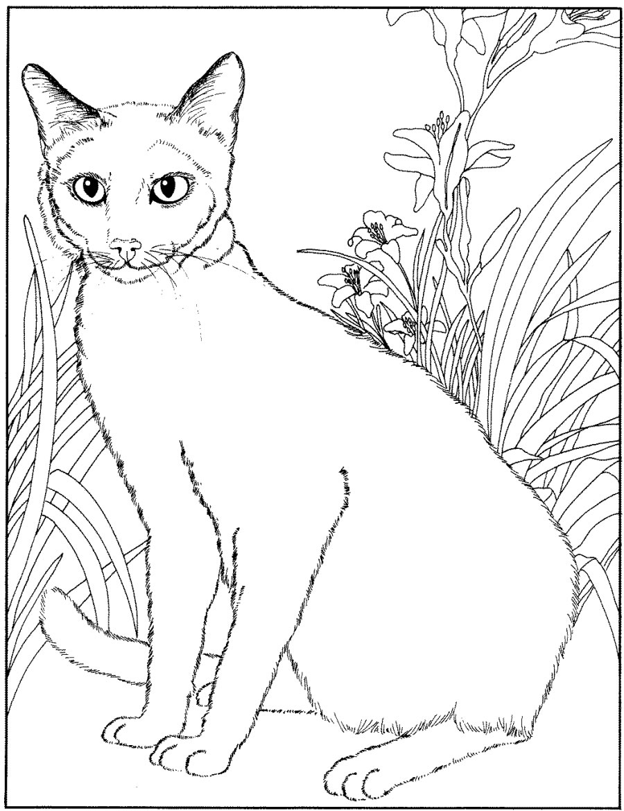 Coloring page: Kitten (Animals) #18205 - Free Printable Coloring Pages