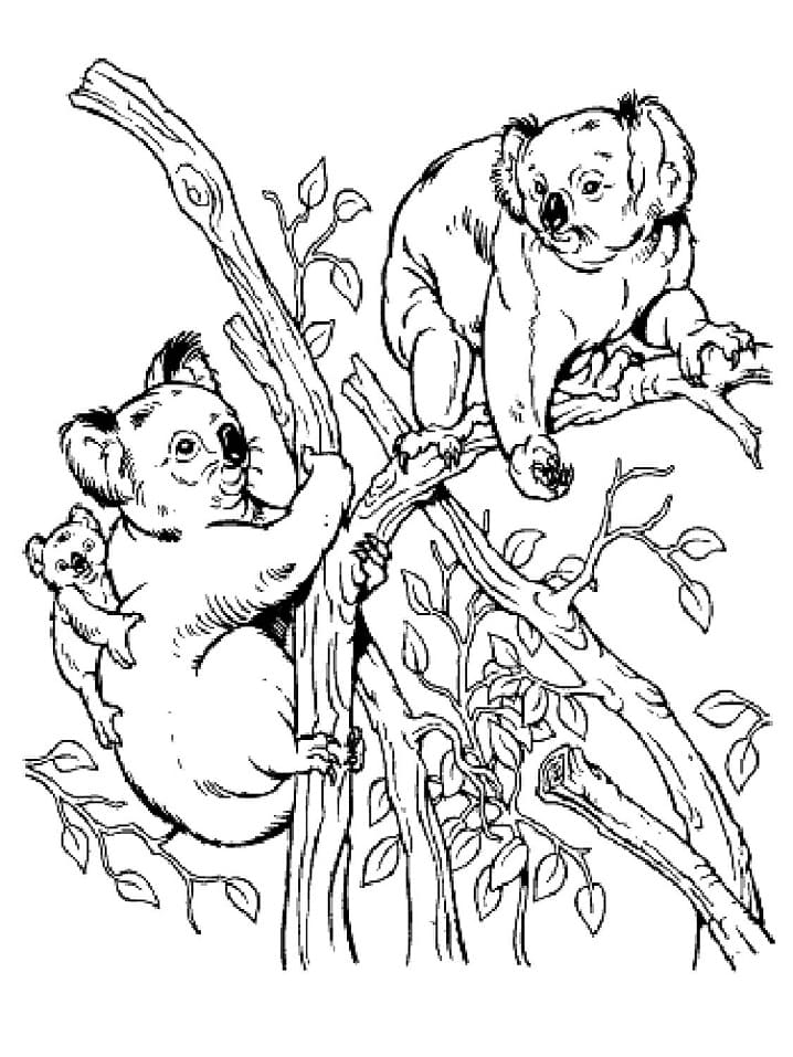 Free printable Koala coloring page #178770 from Animals collection
