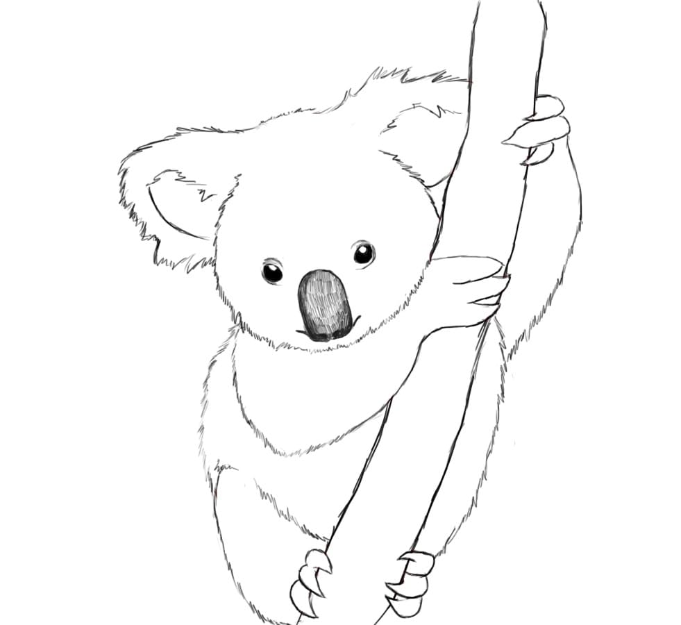 Free printable Koala coloring page #178788 from Animals collection