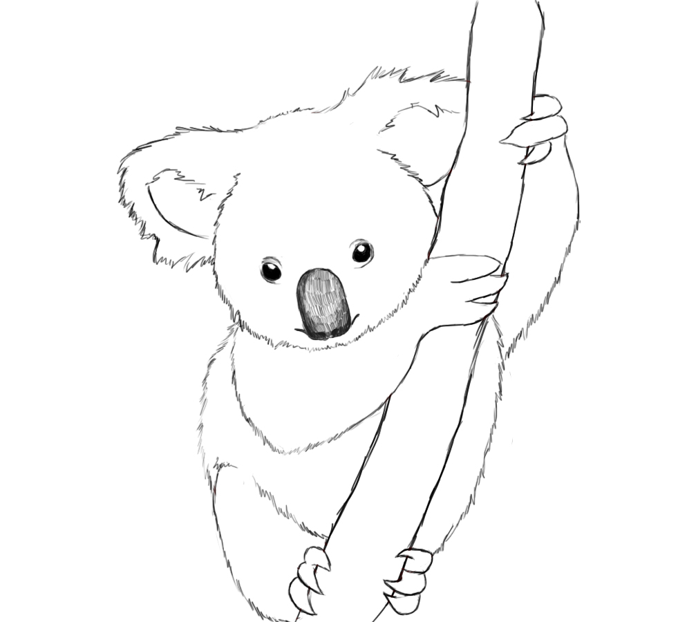 printable koala man coloring pages