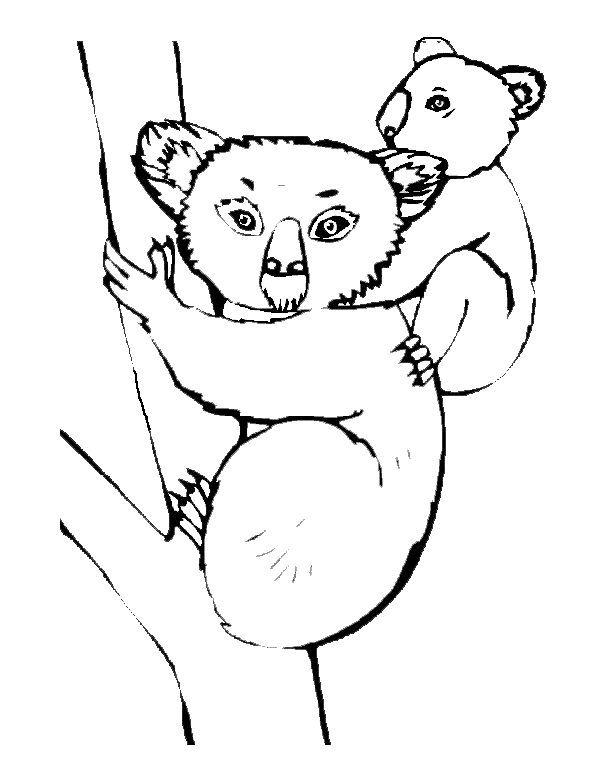 Coloring page: Koala (Animals) #9324 - Free Printable Coloring Pages