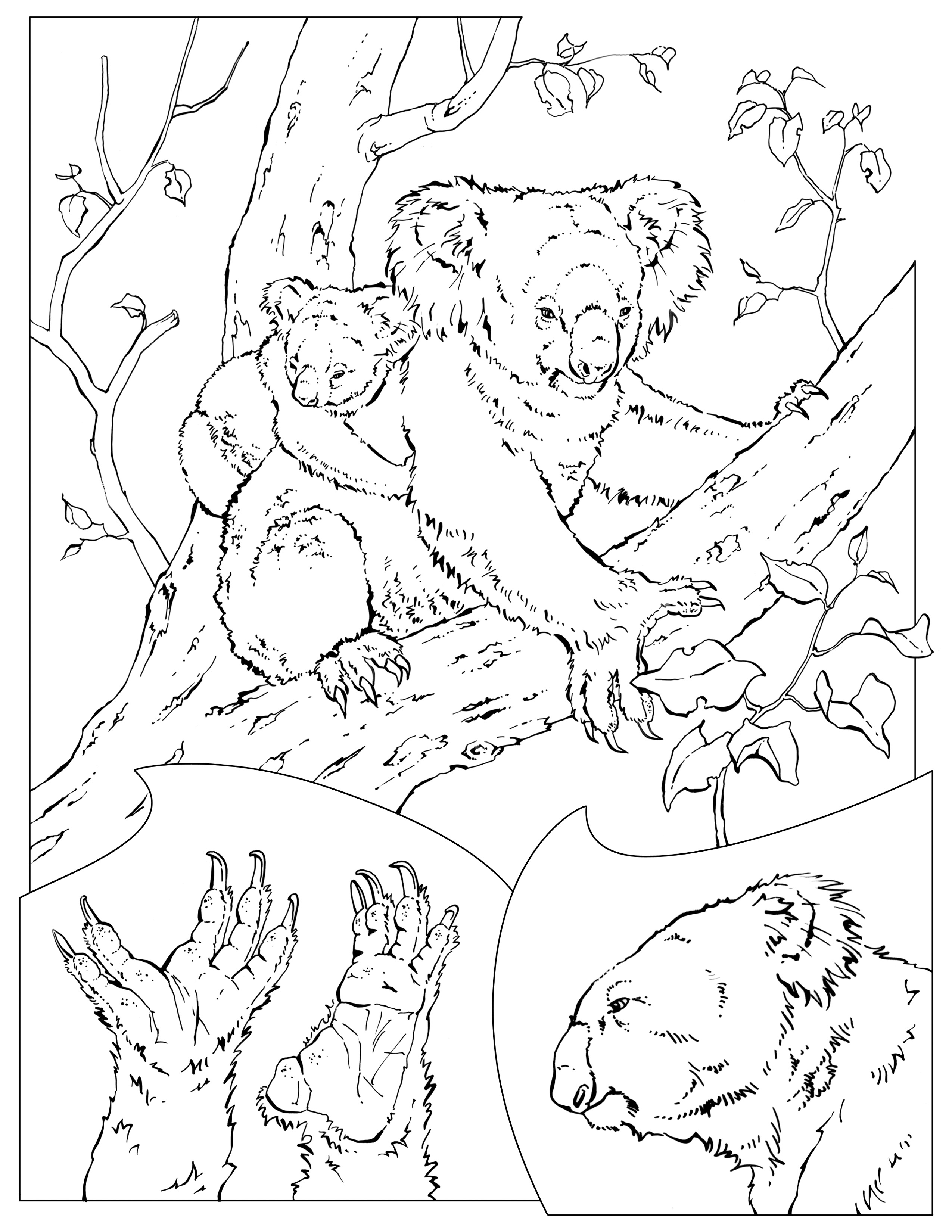 Drawing Koala 20 Animals – Printable coloring pages