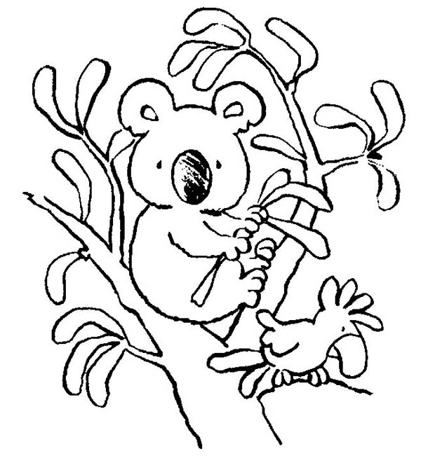 Coloring page: Koala (Animals) #9341 - Free Printable Coloring Pages