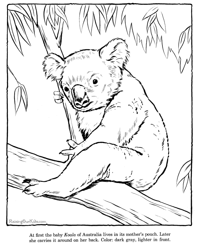 Coloring page: Koala (Animals) #9388 - Free Printable Coloring Pages