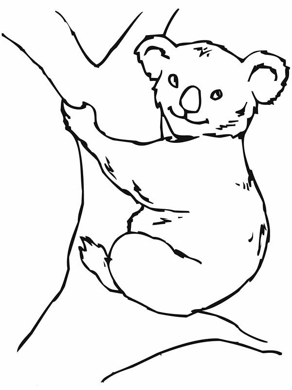 drawing koala 9399 animals printable coloring pages