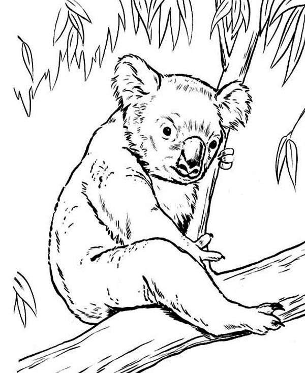 free printable koala coloring pages for kids animal place - free ...