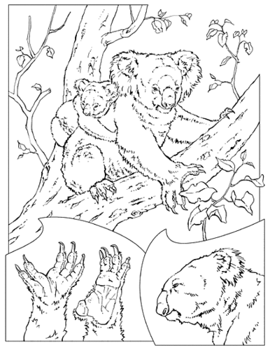 Coloring page: Koala (Animals) #9427 - Free Printable Coloring Pages