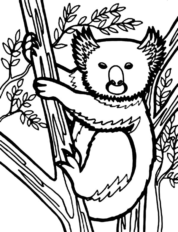 Coloring page: Koala (Animals) #9467 - Free Printable Coloring Pages